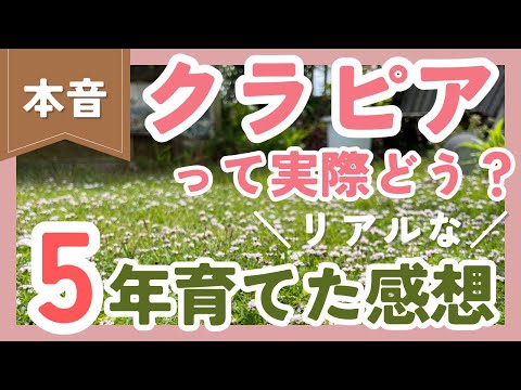 ユーフォルビア ミルシニテス コルシカ島ユーフォルビア 岩石植物