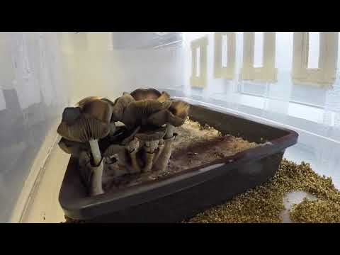 Vergleich Psilo QTEST von miraculix mit einer HPLC Analyse