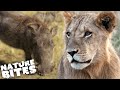 Can A Baby Warthog Escape Lioness Hunt Nature Bites