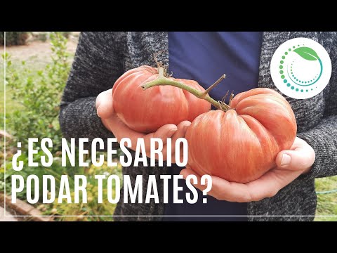, title : 'Cómo Cultivar Tomates Gigantes: Guía definitiva para podar y entutorar'