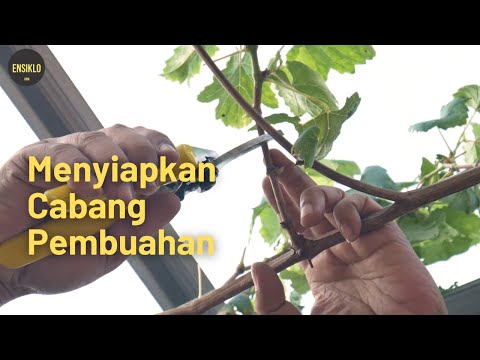 , title : 'Pembentukan Batang Tersier Pohon Anggur Sistem Single Cordon'