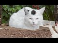 Panchiko Ginkgo Official Video