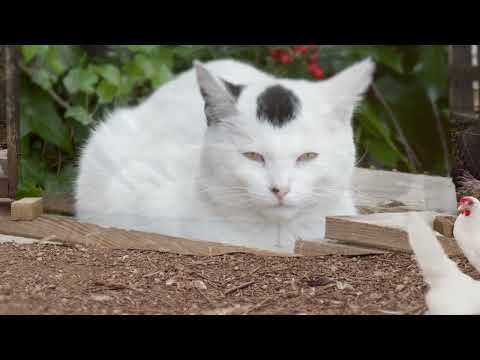 Ginkgo - Panchiko