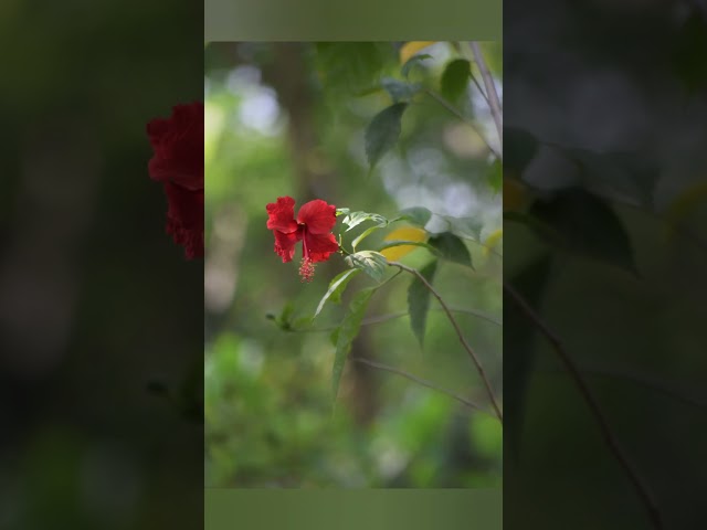 Vídeo relacionado con Elite Floral Space Photographer Astronauta Hombres Mujeres Niños Camiseta