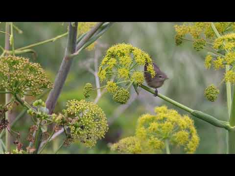 Garden warbler (Sylvia borin), Ventotene island, april 2021 - Beccafico