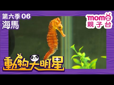 海馬介紹