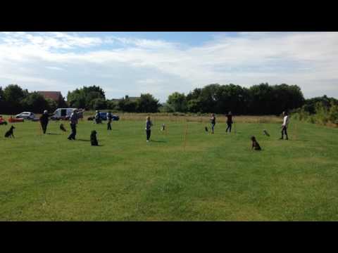 Enve Canine Services video.