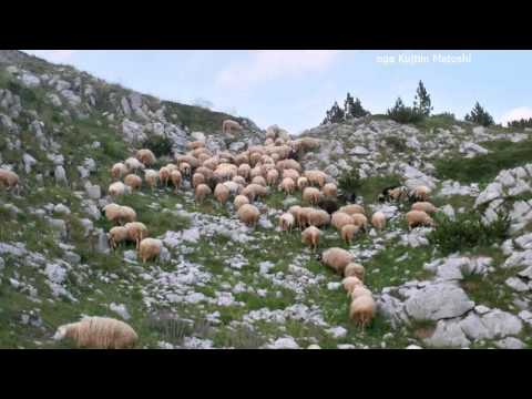 N'ATO KODRA DHENT I LESHOVA - QAMILI I VOGEL, BAJRUSH DODA, ZENUN GASHI - Origjinali Cilesore