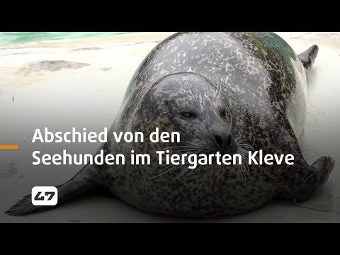STUDIO 47 .live | ABSCHIED VON DEN SEEHUNDEN IM TIERGARTEN KLEVE