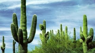 Аризона дождям не верит. Кактусов хватит на всех!!!
