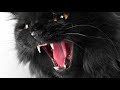 I Hour Cat Meowing Angry Very Angry Cat Sound