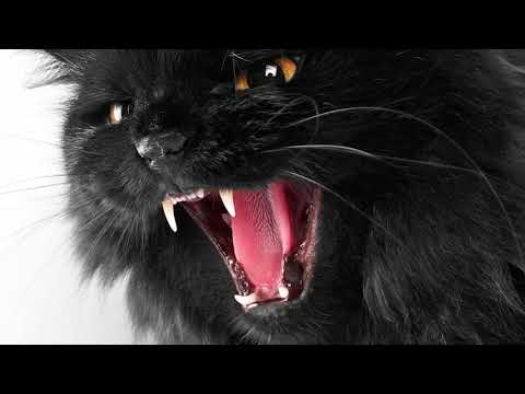 I Hour Cat Meowing Angry   Very Angry Cat Sound