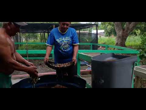 Beneficiamento do guaraná da Amazonia Boa Esperança Urucará Amazonas Artífice Raimundo Lúcio 