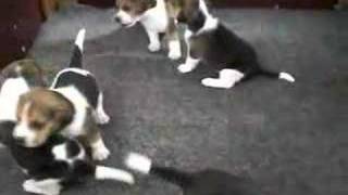 3 weeks old beagles playing