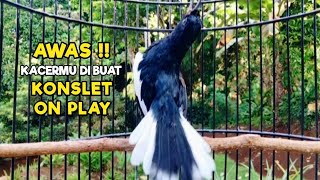 Download lagu TERAPI KACER GACOR ISIAN ATASI KACER MACET BUNYI LANGSUNG NYAUT BUKOR EMOSI | KONSLET ON PLAY mp3 Download lagu TERAPI KACER GACOR ISIAN ATASI KACER MACET BUNYI LANGSUNG NYAUT BUKOR EMOSI | KONSLET ON PLAY mp3