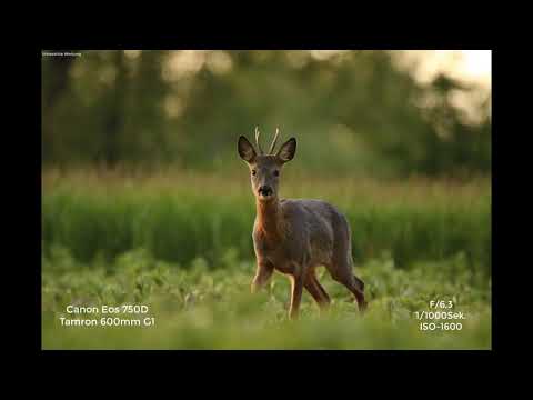 Wildlifefotos des Monats Mai