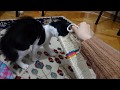 Tuxedo Cat Fighting With A Scratching Pad Smokin Kedi Tırmalama Tahtasıyla Savaşıyor