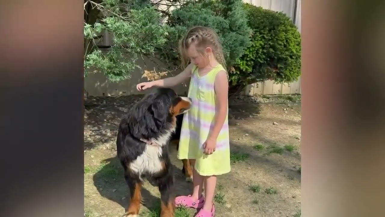 Enlarge Lina, an adopted Bernese Mountain Dog in Shippenville, PA video 6/6