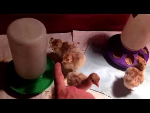 download lagu mp3 mp4 Baby Turkey Food, download lagu Baby Turkey Food gratis, unduh video klip Baby Turkey Food