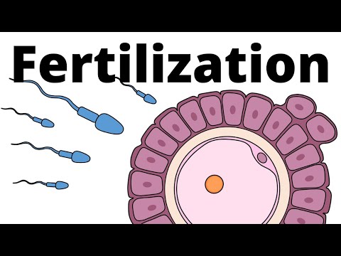 Fertilization explained – sperm and egg fusion