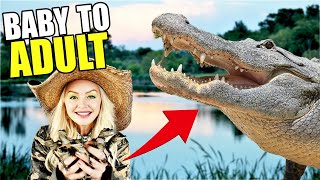 Alligator Evolution| From Hatchling to Swamp King!