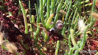 A baby salt marsh harvest mouse runs, climbs and calls