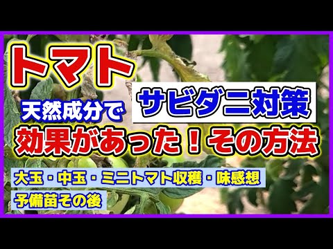 キャベツの毛虫に対する重曹