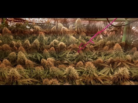 Glueberry OG By Dutch Passion week 5 in flower