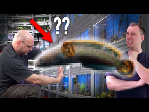 SPECIAL FISHES FOR THE AQUARIUM - I visit Thomas @ZOOBOX