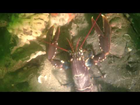 Hummer am Riff, Scharendijke,Grevelinger Meer,Niederlande