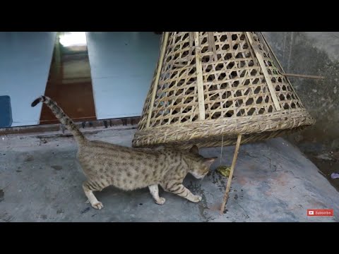 Simple best  Cat Trap // How To Catch A Cat