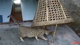 Simple best  Cat Trap // How To Catch A Cat