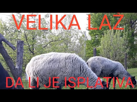 ISTINA O ROMANOVSKOJ OVCI !! ZAŠTO SE SVE MANJE UZGAJA OVA PASMINA OVACA?!