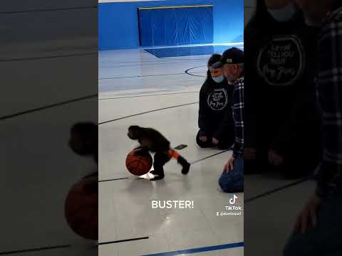 Buster the Capuchin Monkey on the Basketbal Court