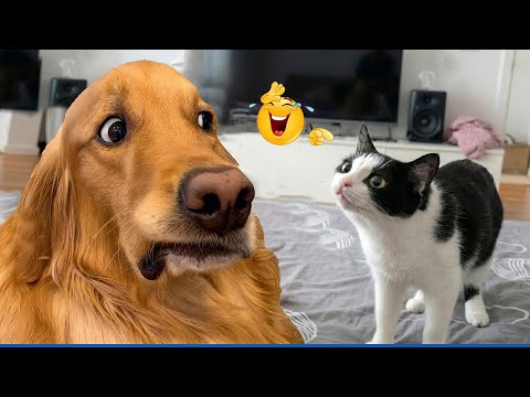 When God Sends You Funny Dogs And Cats 😹🐶 Funniest CAT AND DOG Videos Ever 🤣