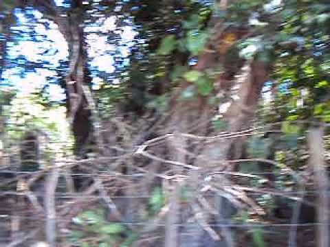 Vistoria ao bebedouro buriti grande Pedro II Piauí 