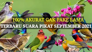 Download lagu Suara PIKAT BURUNG RIBUT kombinasi SEPTEMBER 100% AMPUH! mp3 Download lagu Suara PIKAT BURUNG RIBUT kombinasi SEPTEMBER 100% AMPUH! mp3
