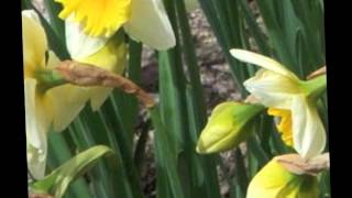 Unchain my heart - Slim Whitman - 78 rpm