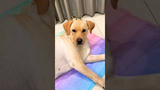 Doggie fart on the Mike🤣🤣#viral #funny #shorts