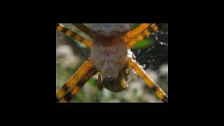 Alice in Chains  Chemical Addiction  (RARE)