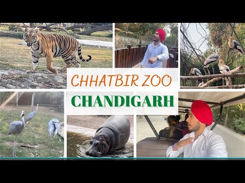 Chhatbir Zoo in Chandigarh | Famous Place in Chandigarh (छतबीर चिड़ियाघर)