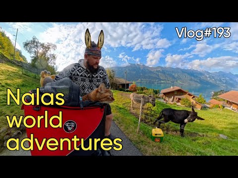 Vlog#193 Cycling through beautiful Switzerland with my cat Nala 🇨🇭😻