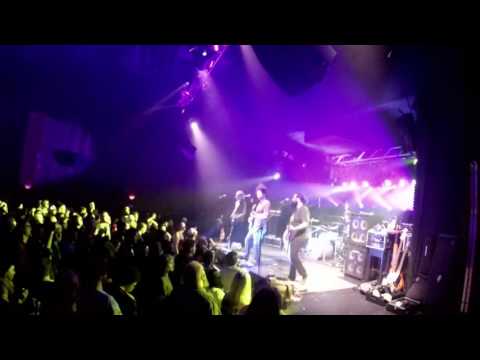 Pigeons Playing Ping Pong