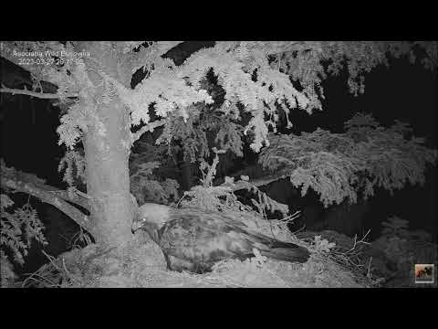 A pair of golden eagles, Lucina and Caliman, have a second egg