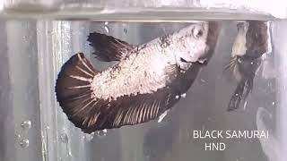Download lagu Bermata ular black samurai perdana ikan hias ( Story wa ) mp3