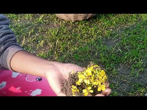 Ayushi flowers🌸🌺🌻🌹🌷🌼💐