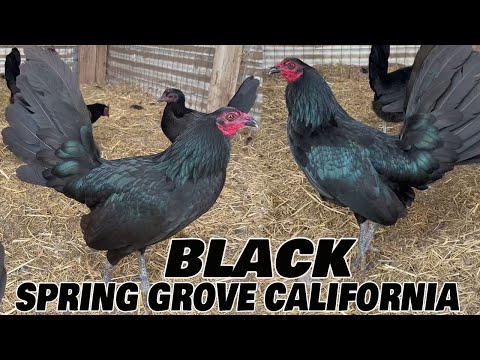 CALIFORNIA Beautiful Black Birds Hennie Grey SPRING GROVE Farm Visit
