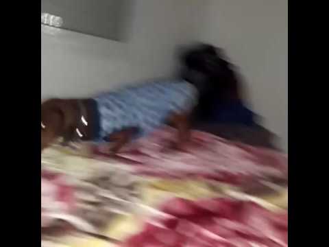 El baile del perrito