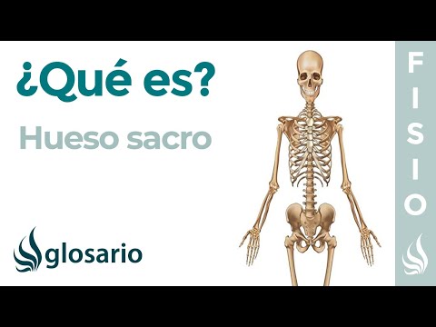 Hueso SACRO | Qué es, cómo está formado, significado, ubicación, función y dolor