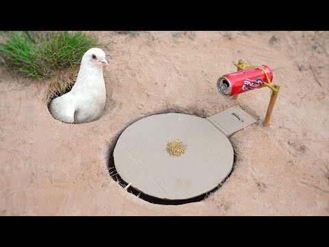 Easy Underground Pigeon Trap Using Paper And Can_ How To Make Bird Trap